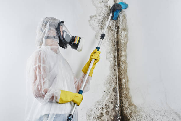 Mold Removal and Inspection in Burgaw, NC