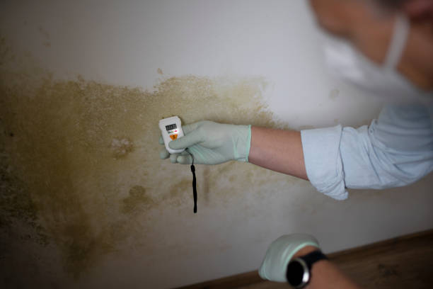 Best Mold Remediation  in Burgaw, NC