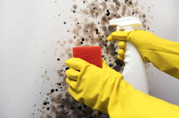 Reliable Burgaw, NC Mold Removal Solutions