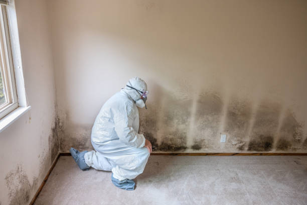 Best Affordable Mold Removal  in Burgaw, NC