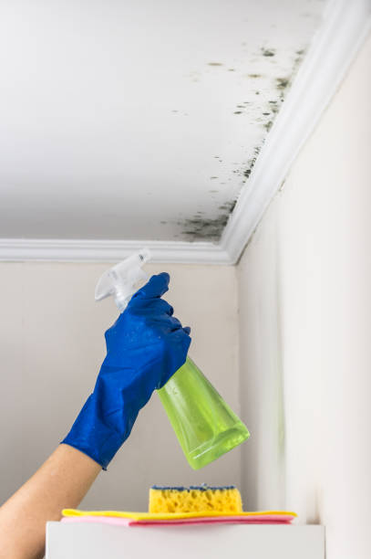 Best Mold Cleaning Services  in Burgaw, NC